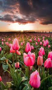 Spring Sunset Skagit Valley Tulip Festival Beautiful Flowers Skagit Tulip Festival