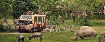 Along with all the options of a desert safari, this also includes an entertainment lineup with a bbq buffet dinner! Dubai Safari Park Opening Date Tickets Price Timings Reopens