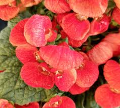 Image result for Calceolariaceae