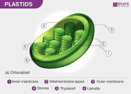 Reducing The Leucoplast Concentration In Import Reactions Increases... |  Download Scientific Diagram