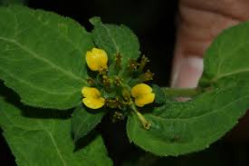 Image result for Sclerocarpus africanus