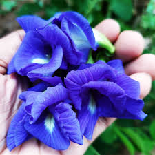 Image result for Clitoria