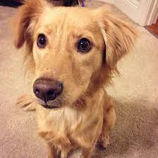 Golden Retriever And Border Collie Mix Golden Retriever Golden Retriever Mix Border Collie Dog Crossbreeds