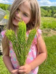 Horsetail Shavegrass Wildcrafted 1 oz