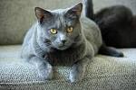 The most popular cat breeds - Yummypets