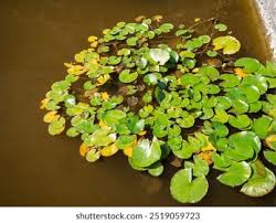 Image result for Spirodela