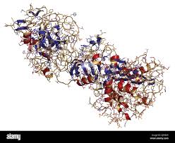 Image result for Factor IX Deficiency