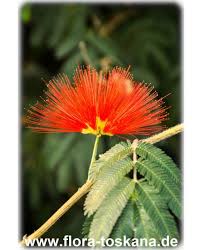 Image result for Calliandra tweedii