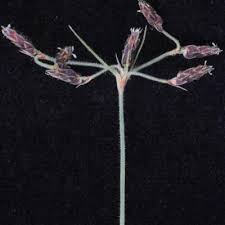 Image result for Bulbostylis hispidula