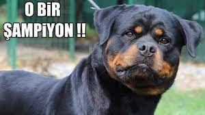 dunya sampiyonu rottweiler efsane rottweiler ciftligi hause of istanbul sampiyonlarligi dog youtube