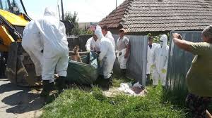 Pesta porcina clasica (a nu se confunda cu pesta porcina africana) este o boala infectioasa foarte contagioasa la porcine, fiind in decembrie 2006, cand a debutat campania de vaccinare, evoluau 176 de focare active de pesta porcina clasica, in 17 județe (bacău, bihor, călărași, dolj, giurgiu. Focare Noi La Pesta PorcinÄƒ AfricanÄƒ In Romania Niciunul In Dolj Cuvantul LibertÄƒÅ£ii