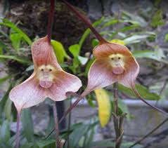 Monkey-like orchids