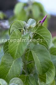 Image result for Ipomoea kituiensis