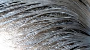 فوائد الحليب للشعر Benefits Of Coconut Oil Coconut Oil Hair Coconut Benefits