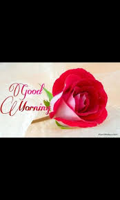Check spelling or type a new query. Gloria Gordon On Twitter Rose Flower Wallpaper Beautiful Rose Flowers Images Rose Flower Hd