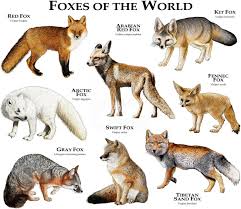 Black And Orange Fox Breed Foxes Of The World Poster Print Etsy Animals Beautiful Animals Wild Animals