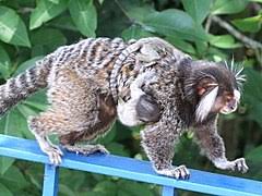 107 black tufted ear marmoset bilder und fotos. Common Marmoset Wikipedia