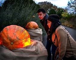 Get Halloween Ready At Night Of 1 000 Jack O Lanterns Fall Bucket List Chicago Fall Jack O Lantern