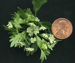 Image result for Apium graveolens