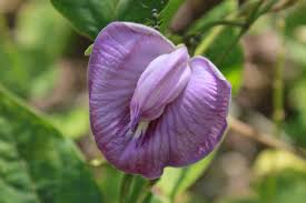 Image result for Centrosema