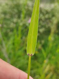 Image result for Acrachne racemosa