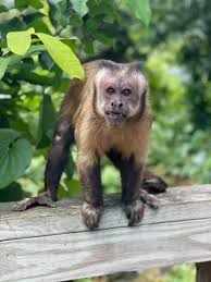 ***for black cap capuchin details call 910 276 4942 or contact us to place a reserve on your new baby***. Monkey Jungle Did You Know Black Capped Capuchins Are Considered One Of The Smartest In All Of The New World Monkeys Monkey Jungle Is Home To 5 Females Located In Our Amazonian