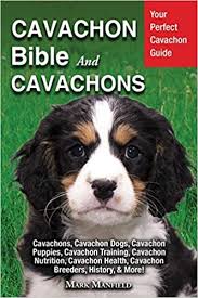 I want you to always feel comfortable approaching me with any questions you might have during the adoption process and. Cavachon Bible And Cavachons Your Perfect Cavachon Guide Cavachons Cavachon Dogs Cavachon Puppies Cavachon Training Cavachon Nutrition Cavachon Health Cavachon Breeders History More Manfield Mark 9781913154158 Amazon Com Books