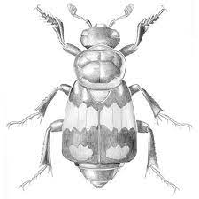 Pin On Insect Drawings Watercolour