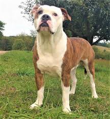 Has 3rd shots, wormed, dew claws. Alapaha Blue Blood Bulldog Breeders Near Nekoosa Wisconsin