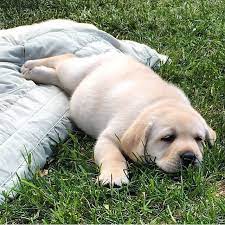 cute pictures i ve found on facebook おしゃれまとめの人気アイデア pinterest bob ラブラドール レトリバー 子犬 かわいい 子犬