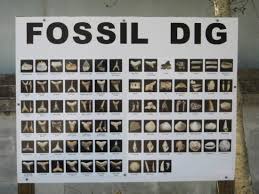 Aurora N C Fossil Museum Collections Chart To Identify