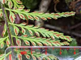 Image result for Asplenium smedsii