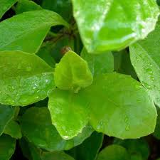 Image result for Gynura scandens