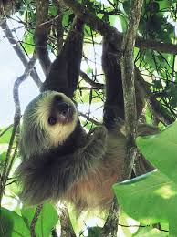 The Name Sloth Means Lazy But The Slow Movements Of This Animal Are Actually An Adaptation For Surviving On A Low Energy Two Toed Sloth Sloth Animal Facts