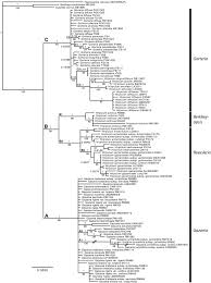 Image result for Hirpicium gracile