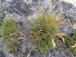 Image result for Pentameris