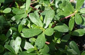 With the small and cute leaves, it has plus the way it Purslane An Edible Weed Delightfully Fresh Organics