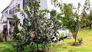 They need trees and shrubs native to northeastern illinois because of intricate food chain requirements. Ross Raddi On Twitter Two Of My Strongest And Most Problem Free Fruit Trees Rosseyanka Persimmon Illinois Everbearing Mulberry Must Haves Https T Co Yysjewnk1w