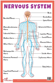 Posted on march 8, 2016 by admin. Buy Nervous System Thick Laminated Primary Chart Book Online At Low Bookish Santa