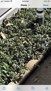 Can anyone tell me what this is. It's a ground cover and blooms little  purple flowers thanks