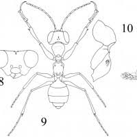 Image result for Gonatopus clavatus