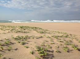 Image result for Phylohydrax