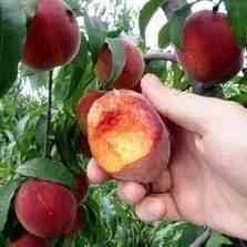 The florida prince peach tree produces delicious fruit that ripens fairly early. Buy Flordaprince Peach Tree From Ty Ty Nursery