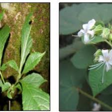 Image result for Clerodendrum lutambense