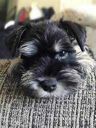Miniature Schnauzer Fluffy Puppy Mini Schnauzer Puppies Schnauzer Puppy Miniature Schnauzer