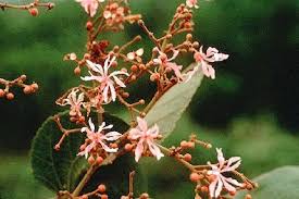 Image result for Guazuma