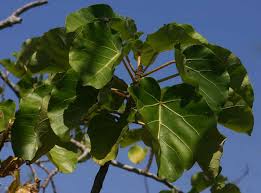 Image result for Ficus abutilifolia