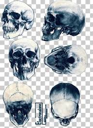 700 x 393 jpeg 14 кб. Skulls Png Images Skulls Clipart Free Download