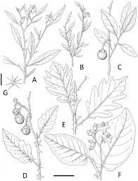 Image result for Solanum campylacanthum 'incanum type'