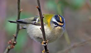 Small Black Bird With Orange Wings Firecrest This Tiny Restless Jewel Of A Bird Vies With The Goldcrest For The Title Of The Uk S Smallest Bird Compared To Birds Bird Species Beautiful Birds